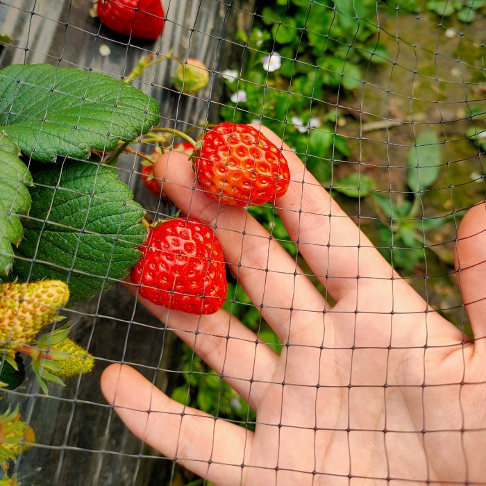 Multi Purpose Garden Netting